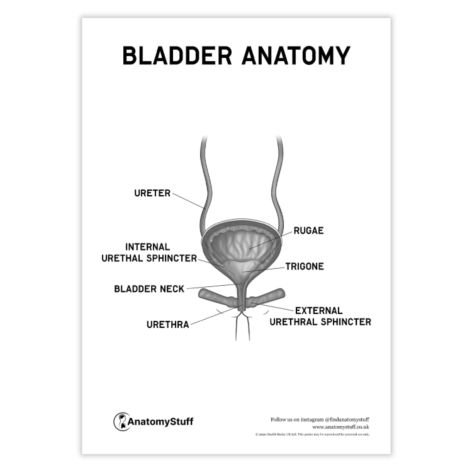 Bladder Anatomy Poster PDF