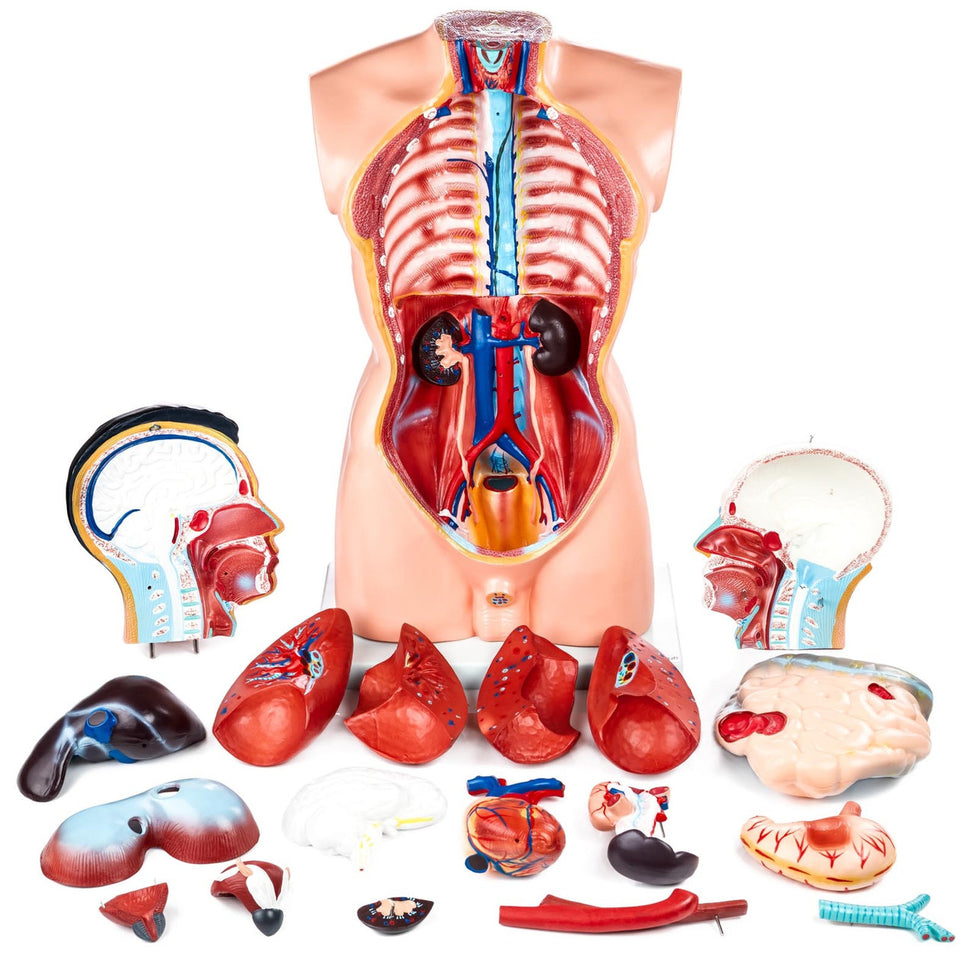 Budget Life-Size Male Torso (19 Part)