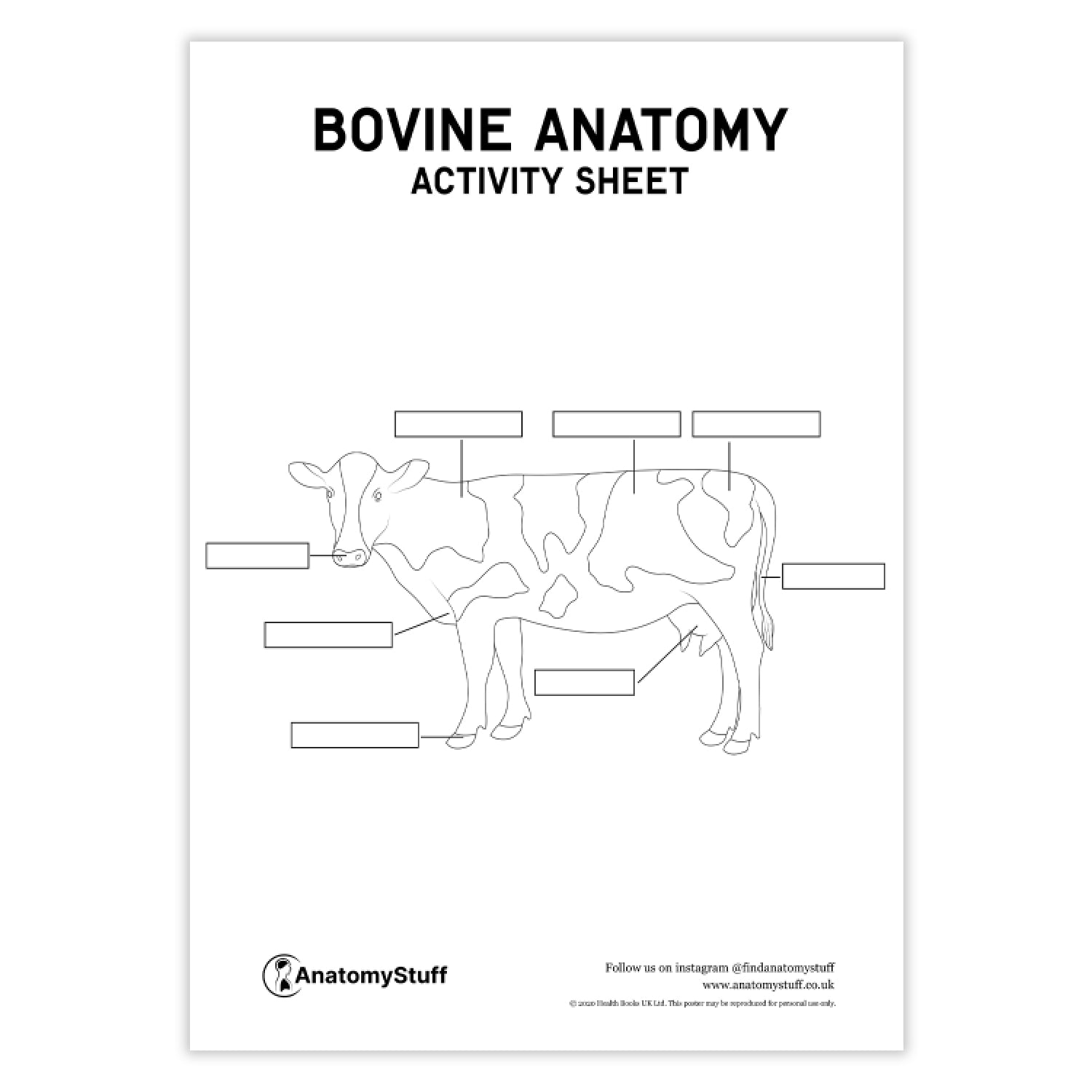 Bovine Anatomy Activity Sheet PDF AnatomyStuff