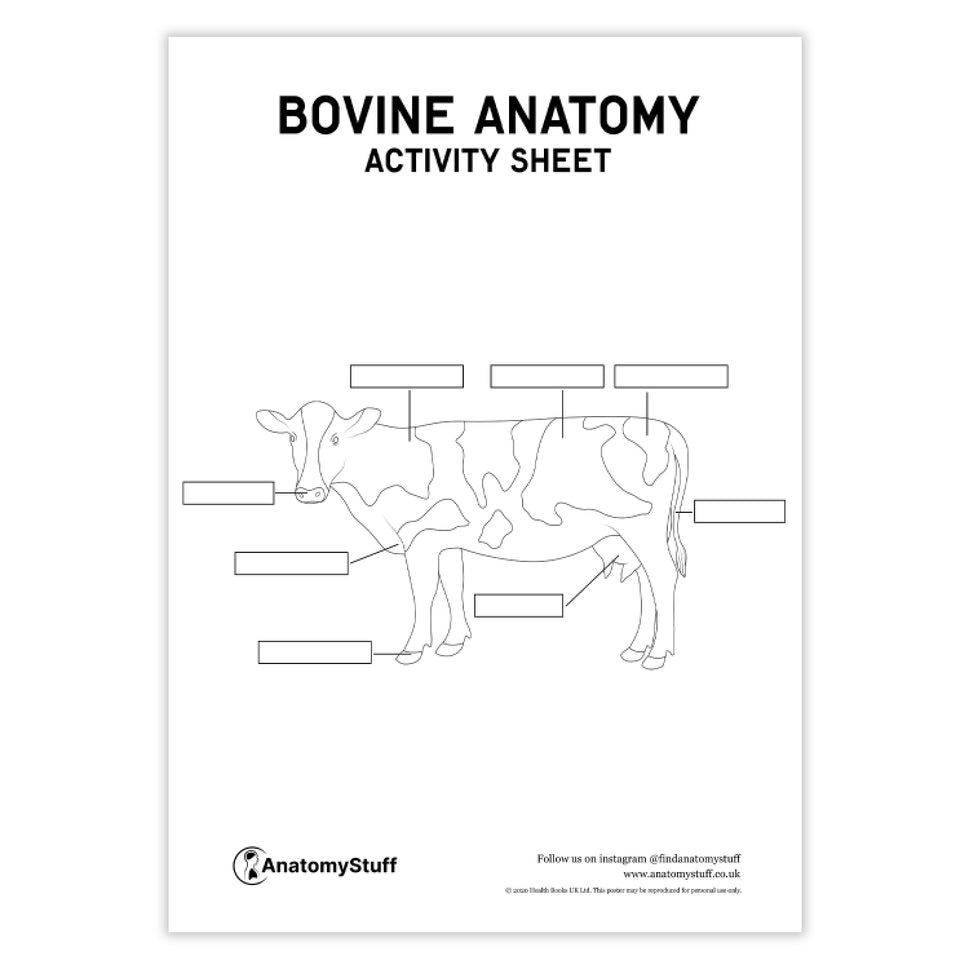 Bovine Anatomy Activity Sheet PDF