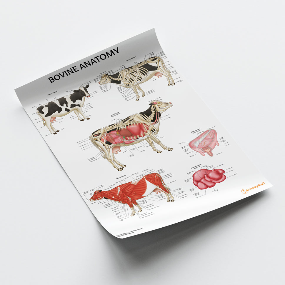 Bovine Anatomy Chart / Poster