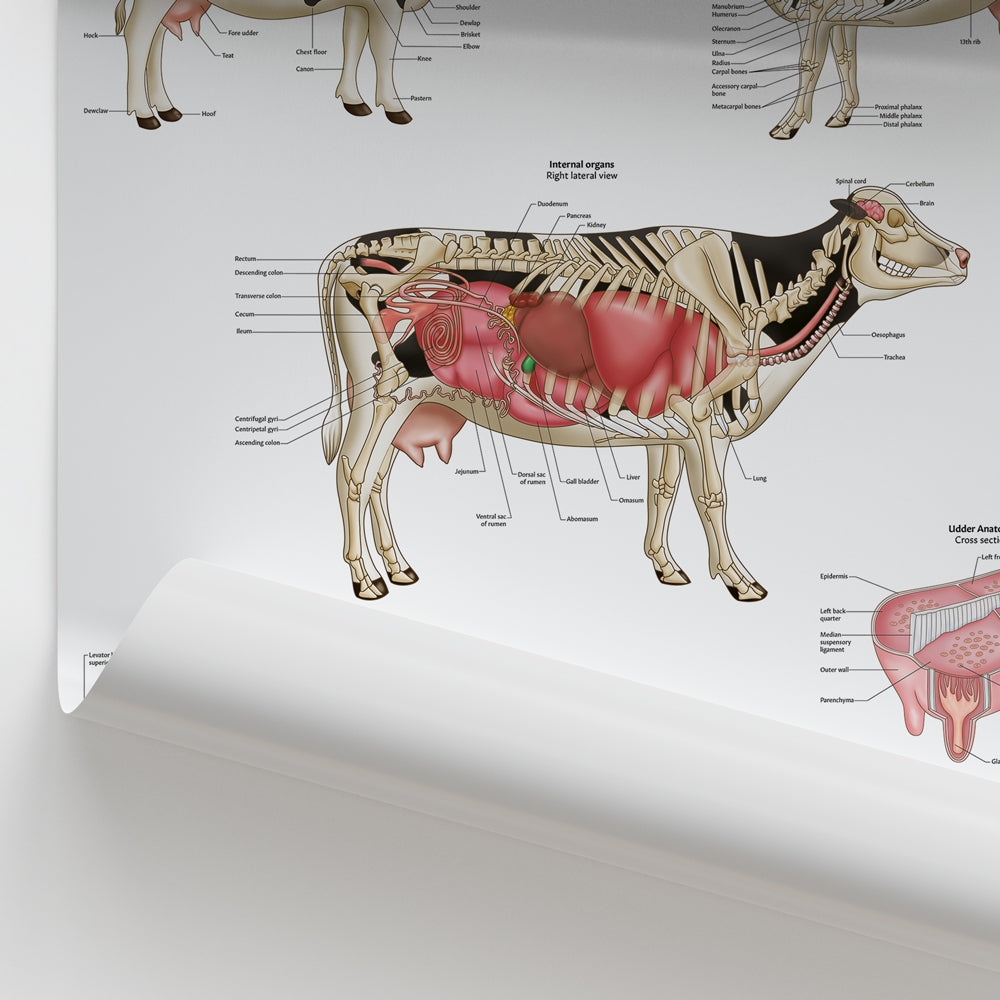 Bovine Anatomy Chart / Poster