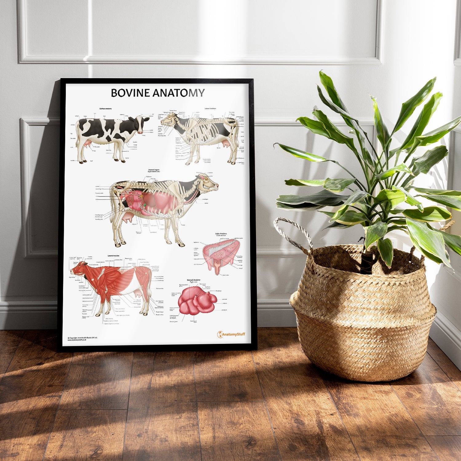 Bovine Anatomy Chart / Poster - Part of Collection