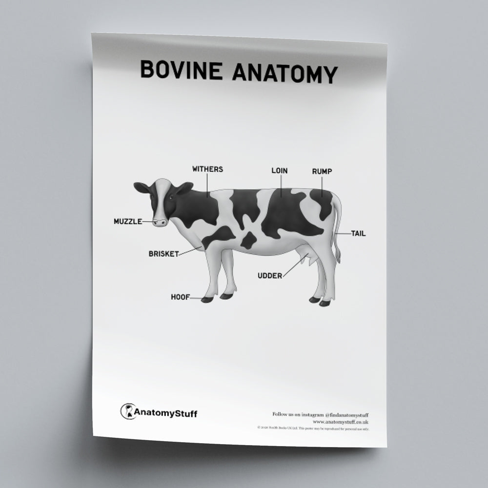Bovine Anatomy Poster PDF