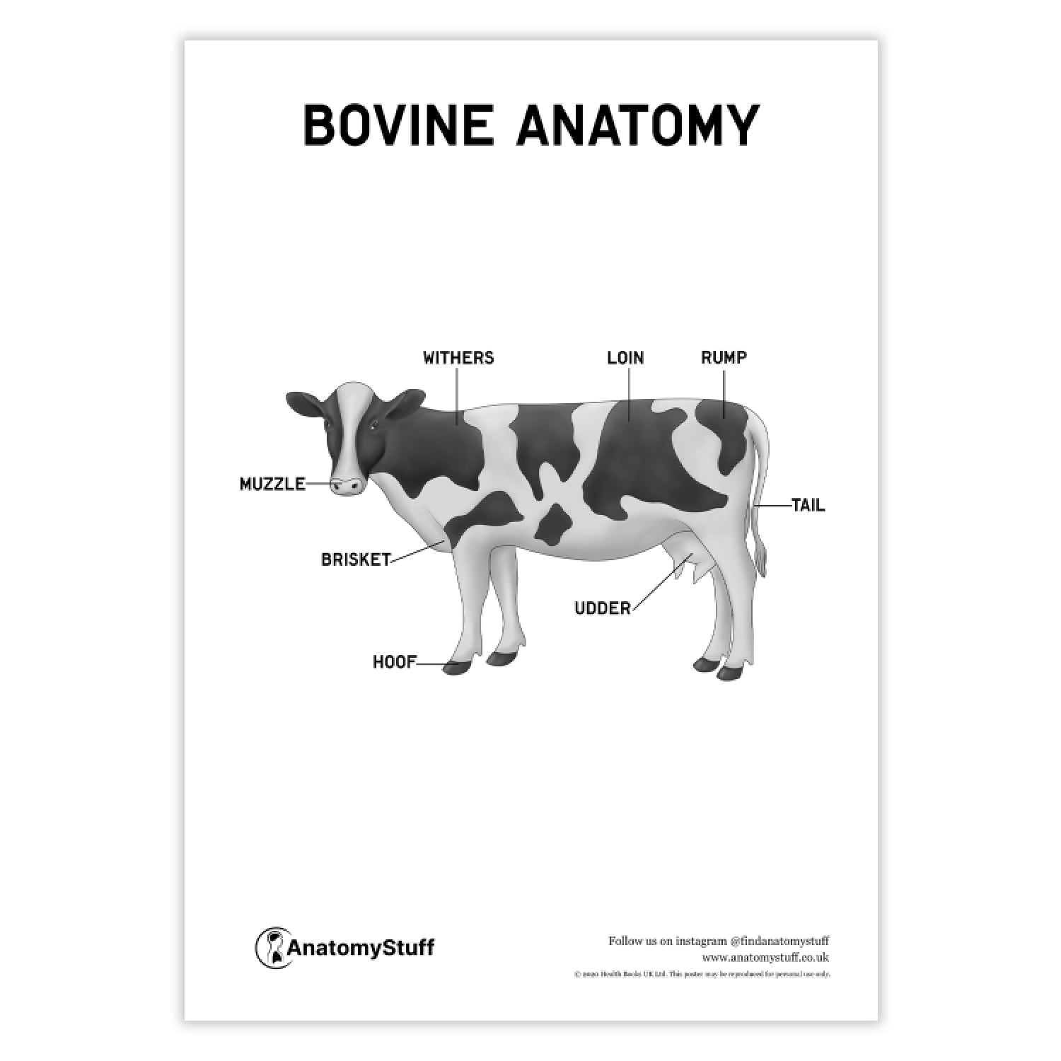 Bovine Anatomy Poster PDF