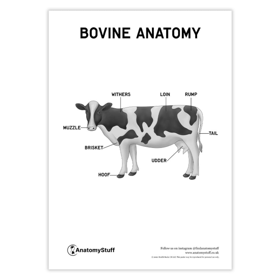 Bovine Anatomy Poster PDF