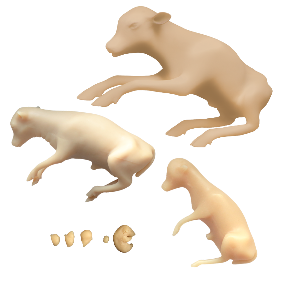 Bovine Foetal Development Models
