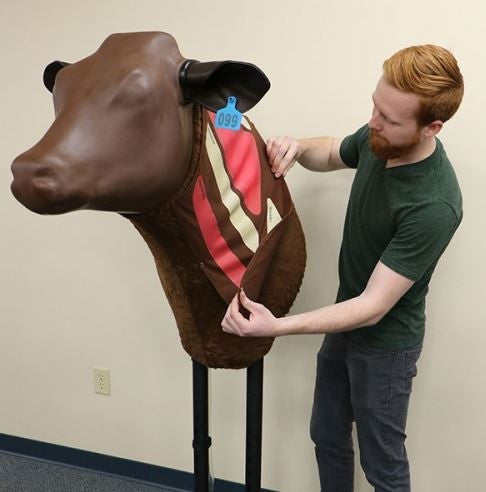 Bovine Injection Simulator
