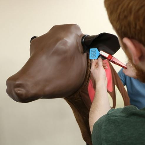 Bovine Injection Simulator