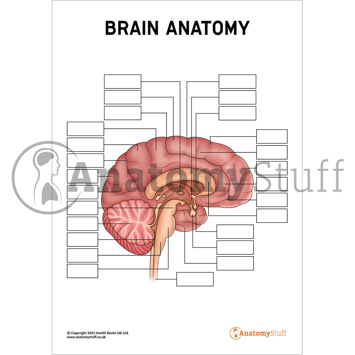 Brain Anatomy Poster / Worksheet (Interactive & Printable PDF)