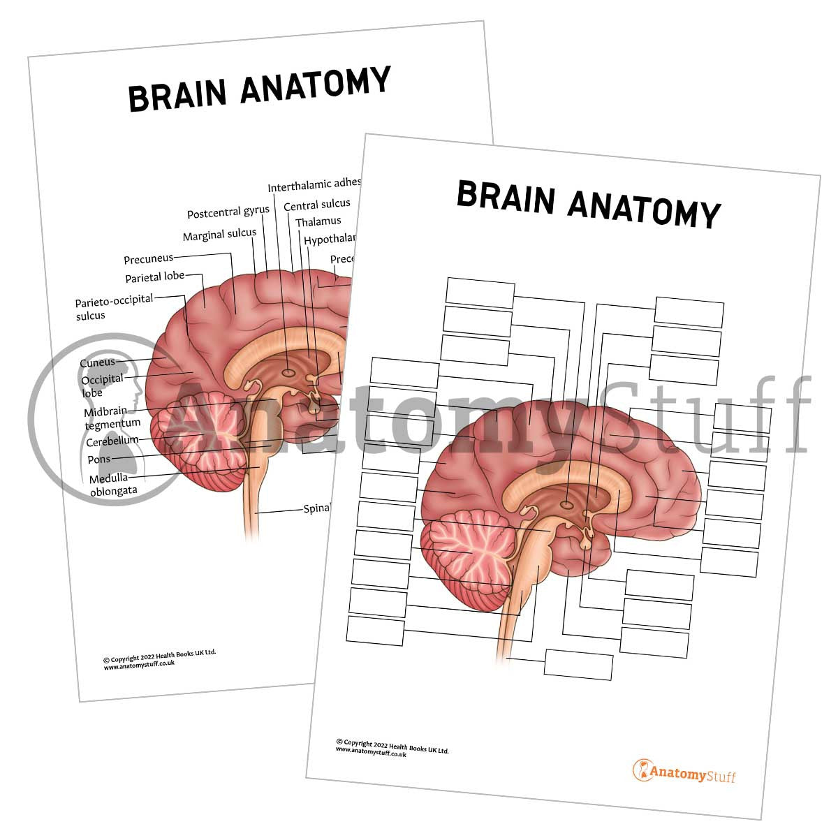 Brain Anatomy Poster / Worksheet (Interactive & Printable PDF)
