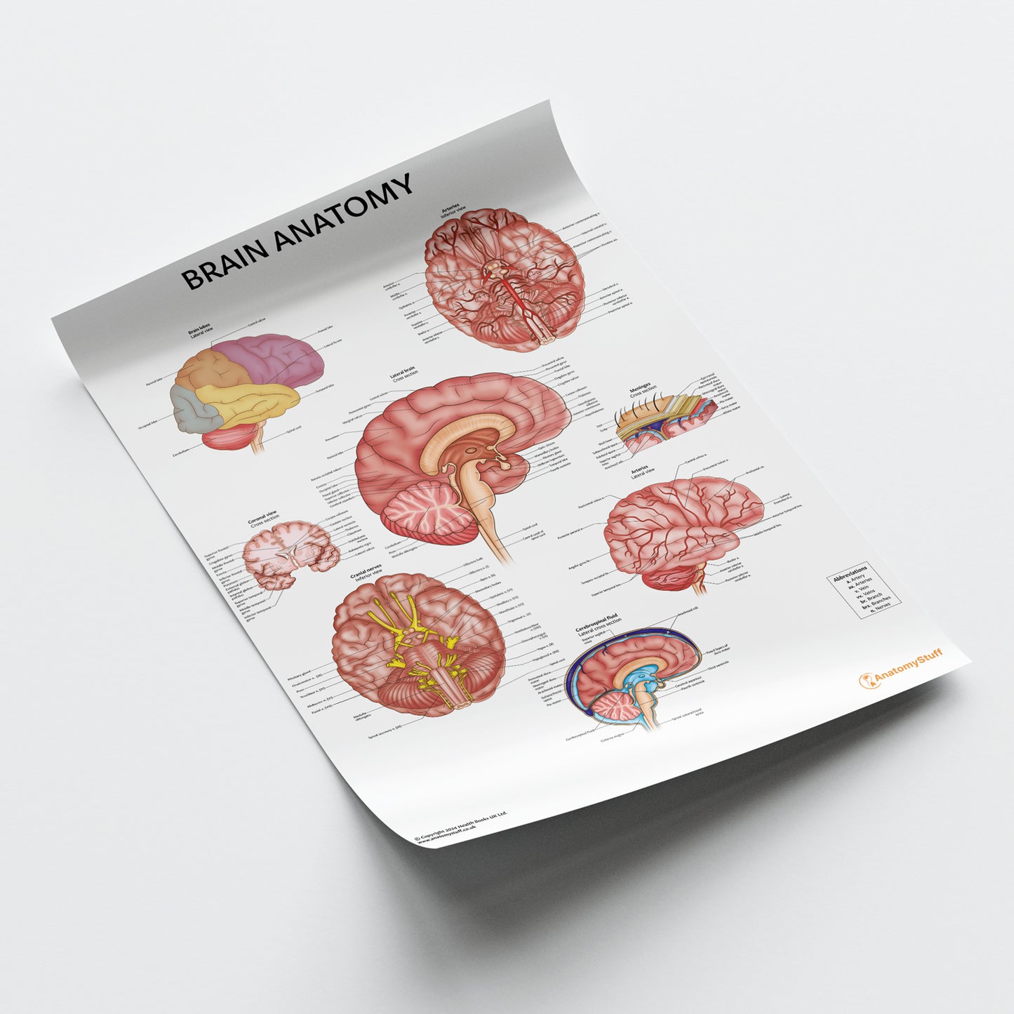 Brain Anatomy Chart / Poster