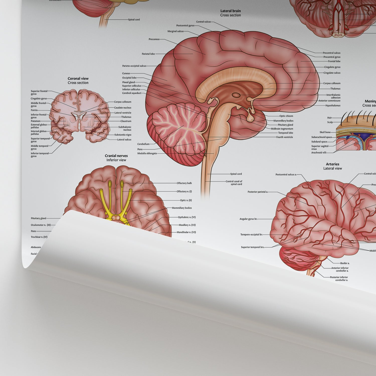 Brain Anatomy Chart / Poster - Part of Collection