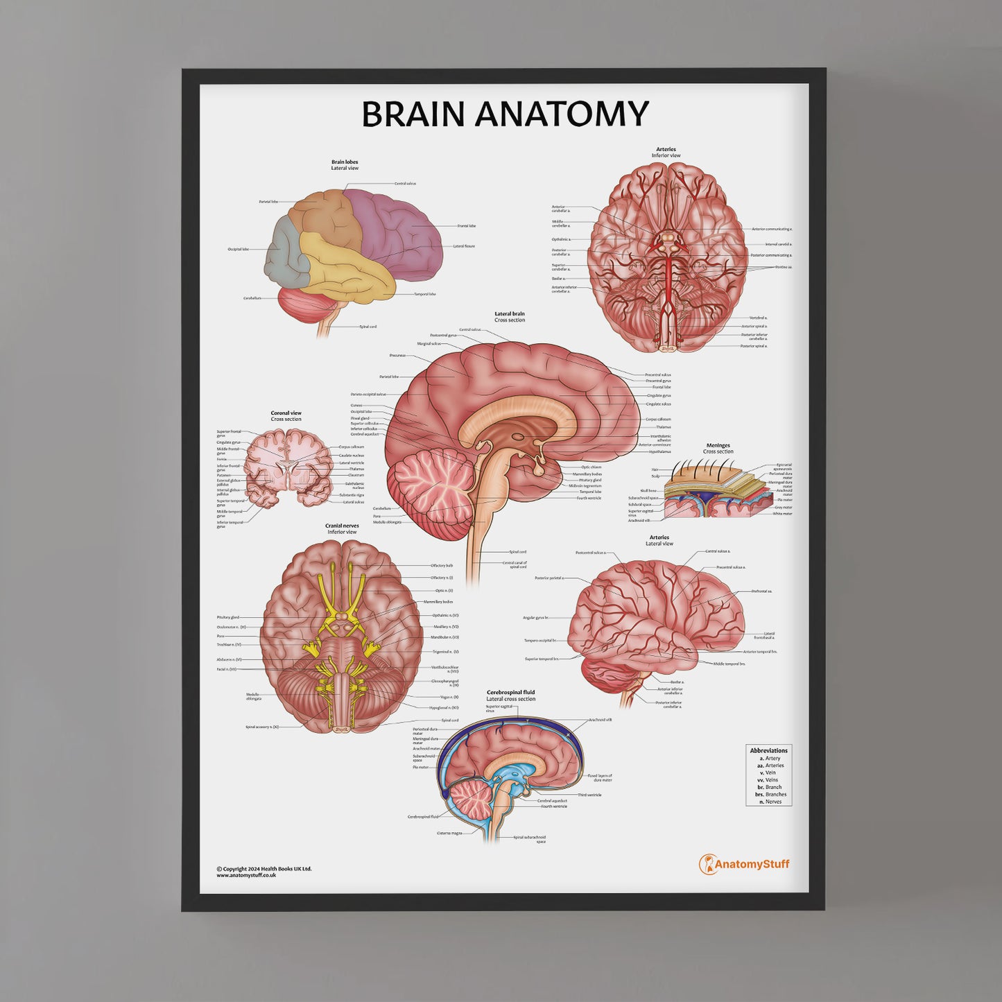 Brain Anatomy Chart / Poster