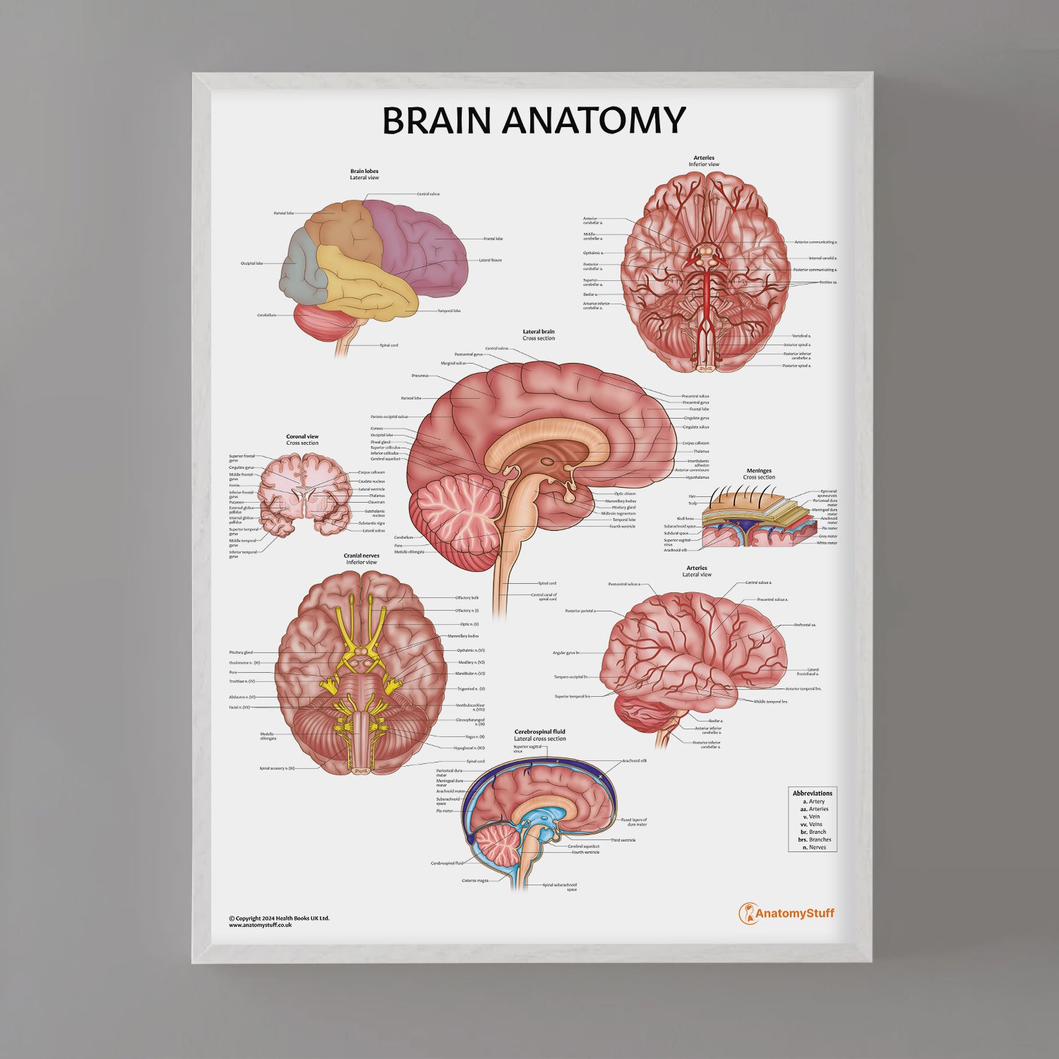 Brain Anatomy Chart / Poster