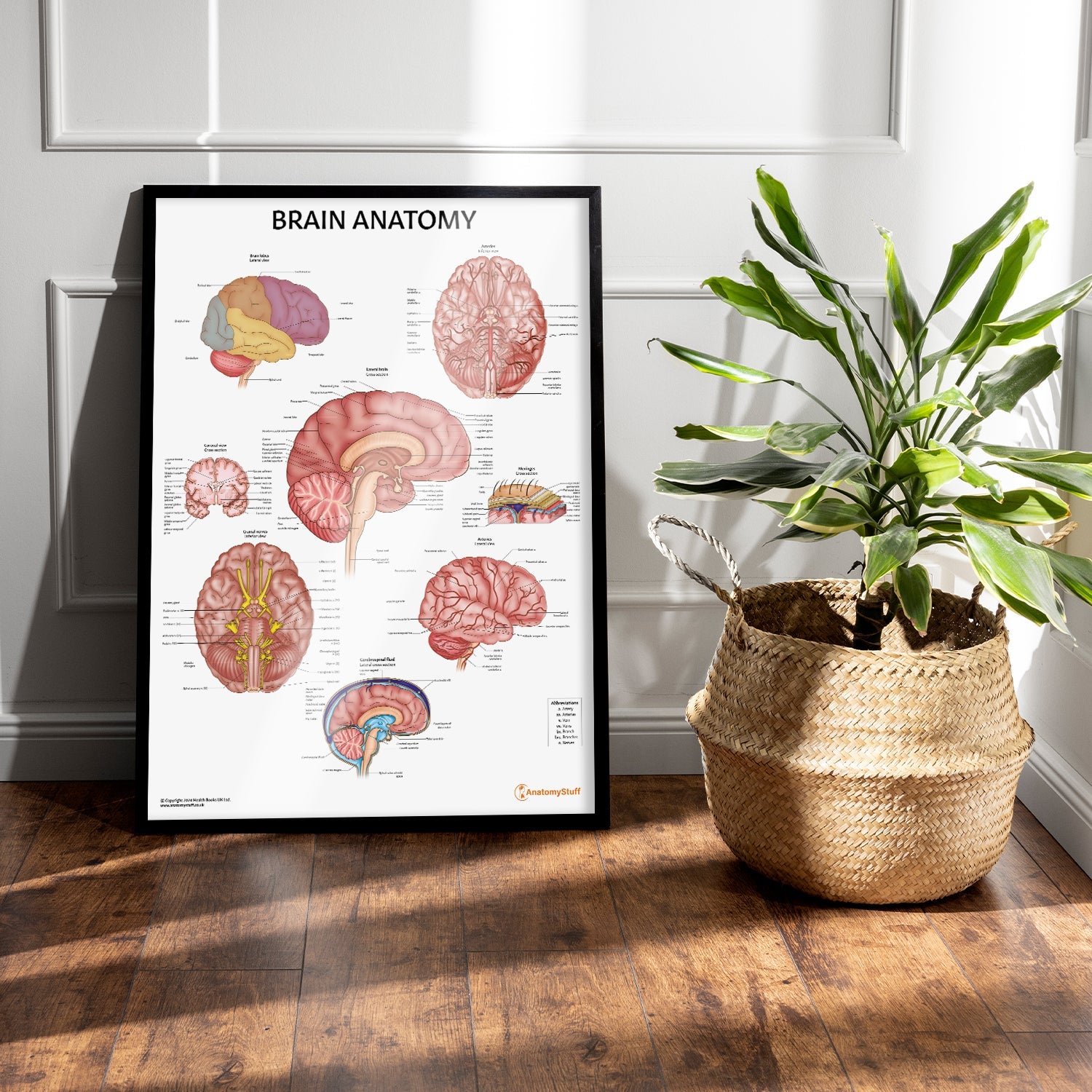 Brain Anatomy Chart / Poster - Part of Collection