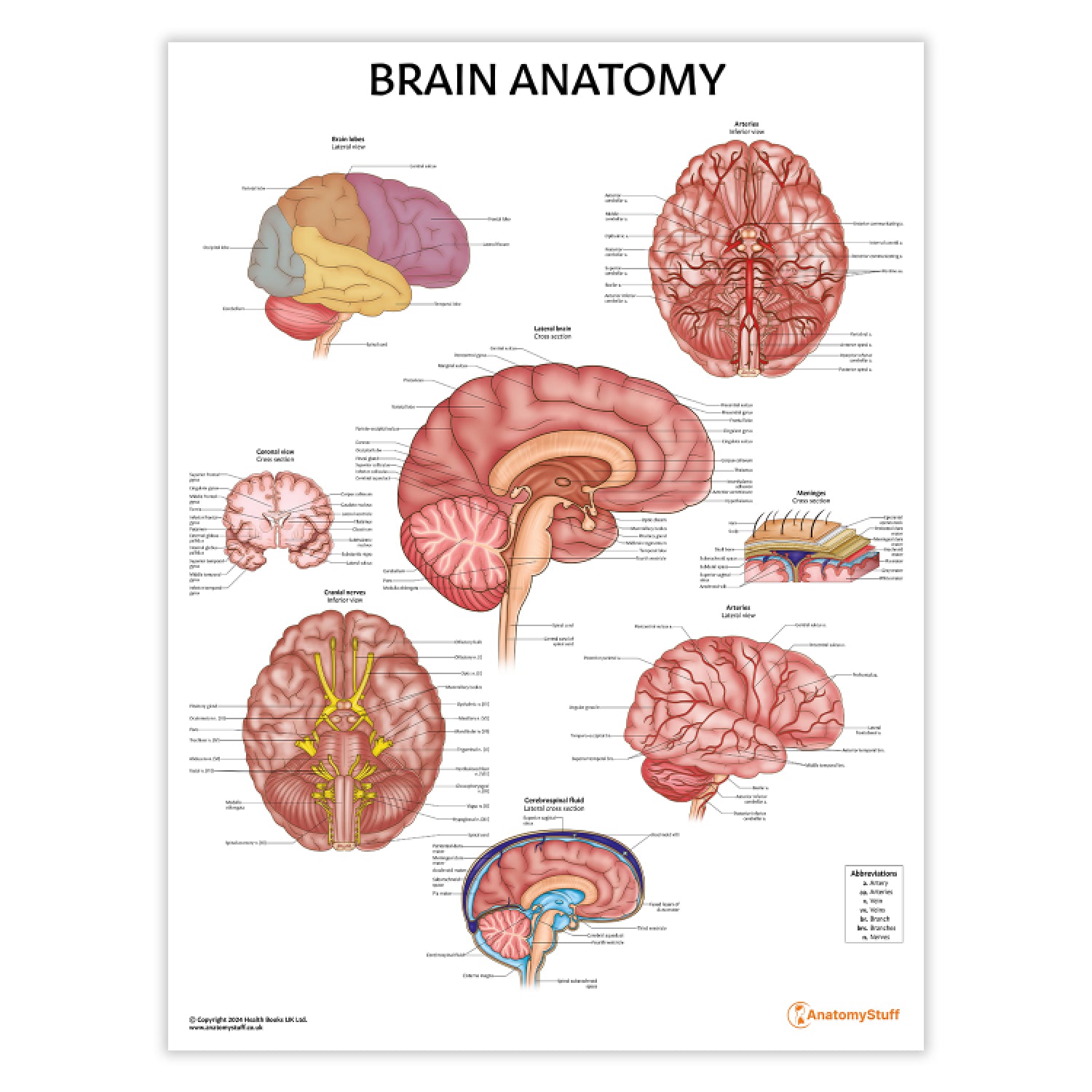Brain Anatomy Chart / Poster