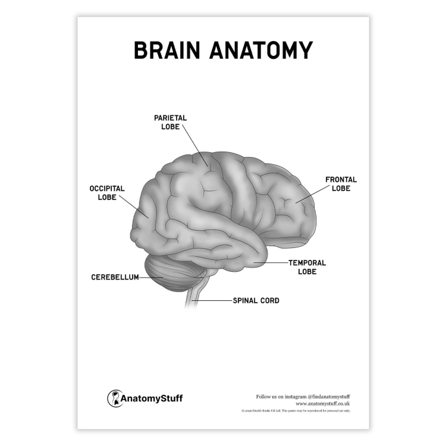 Brain Anatomy Poster PDF