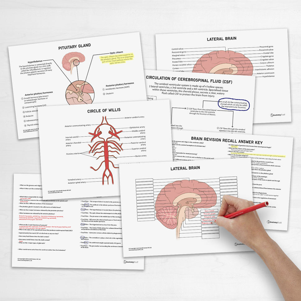 Brain Anatomy Revision Worksheets (Interactive and Printable PDFs)