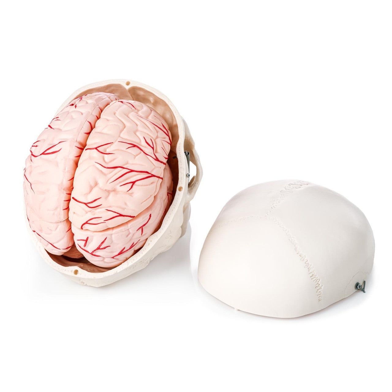 Budget Skull Model with 8-part Brain