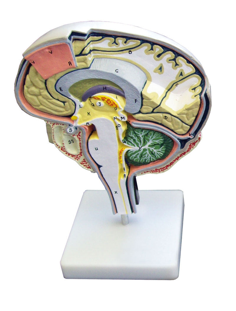 Brain Section Model (Medial and Sagittal Cuts)