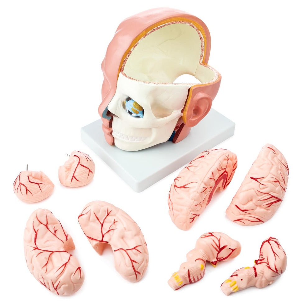 Budget Head Model with Brain (10 parts)
