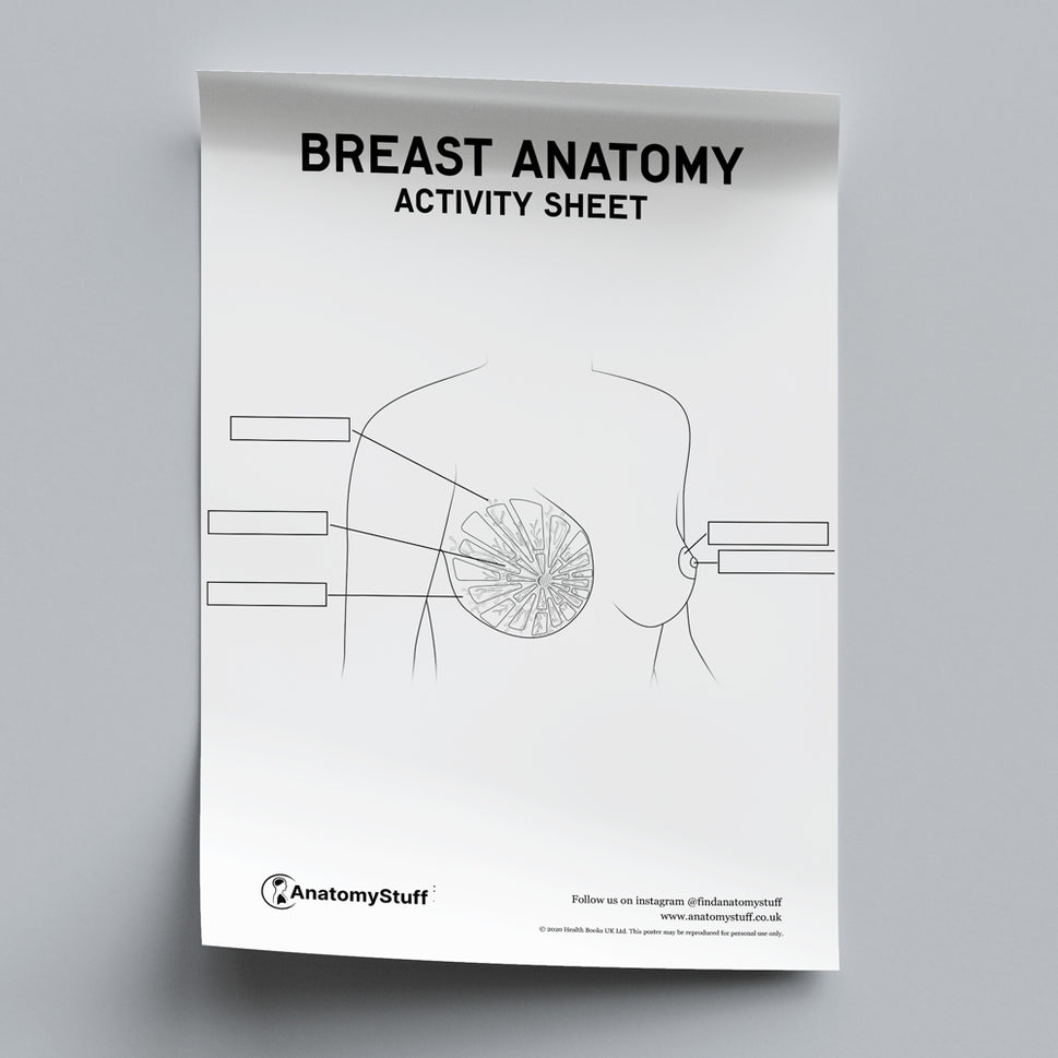 Breast Anatomy Activity Sheet PDF