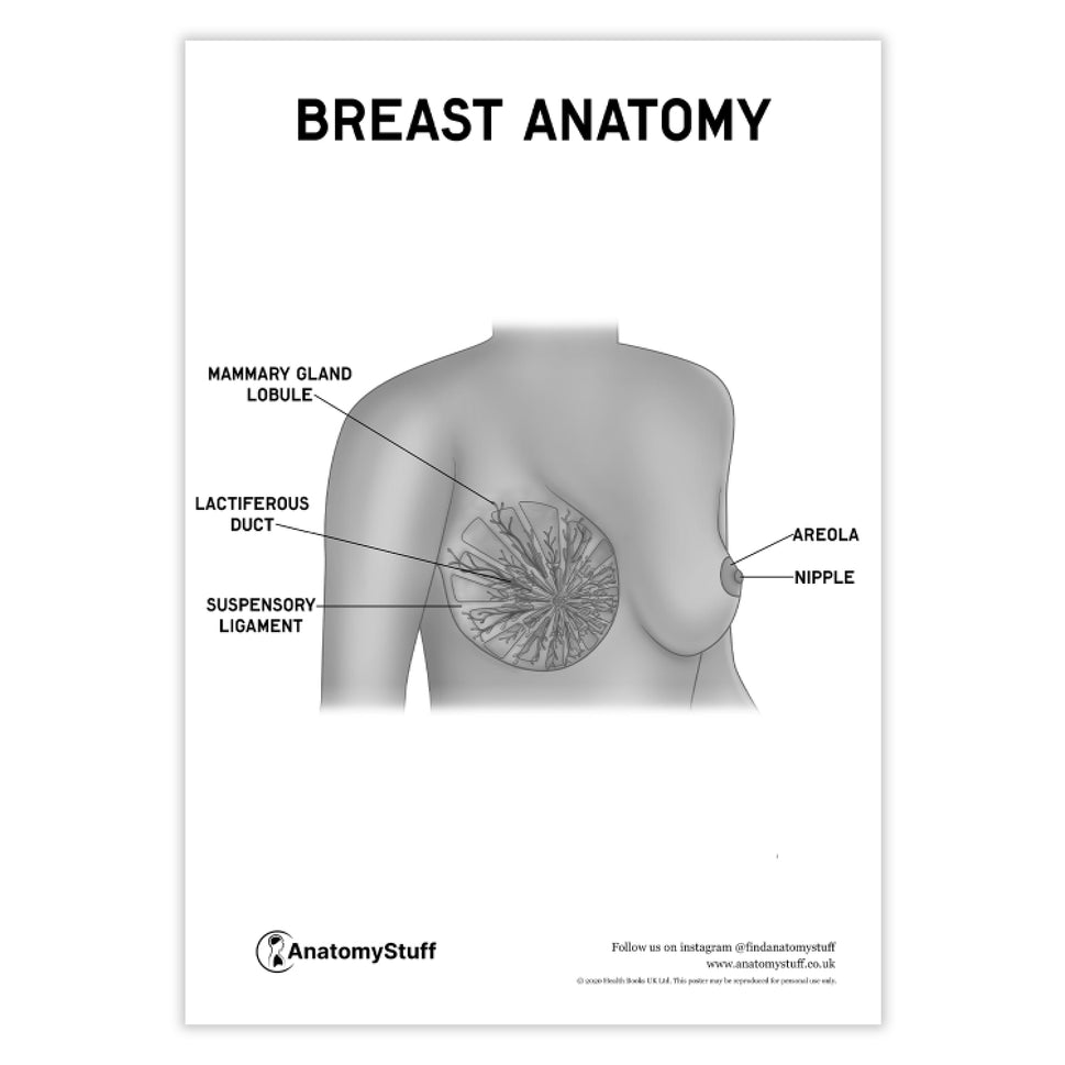 Breast Anatomy Poster PDF