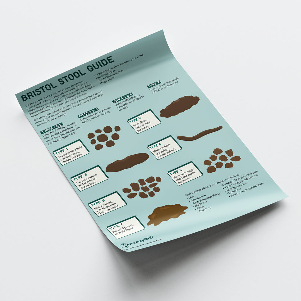 Bristol Stool Chart / Poster