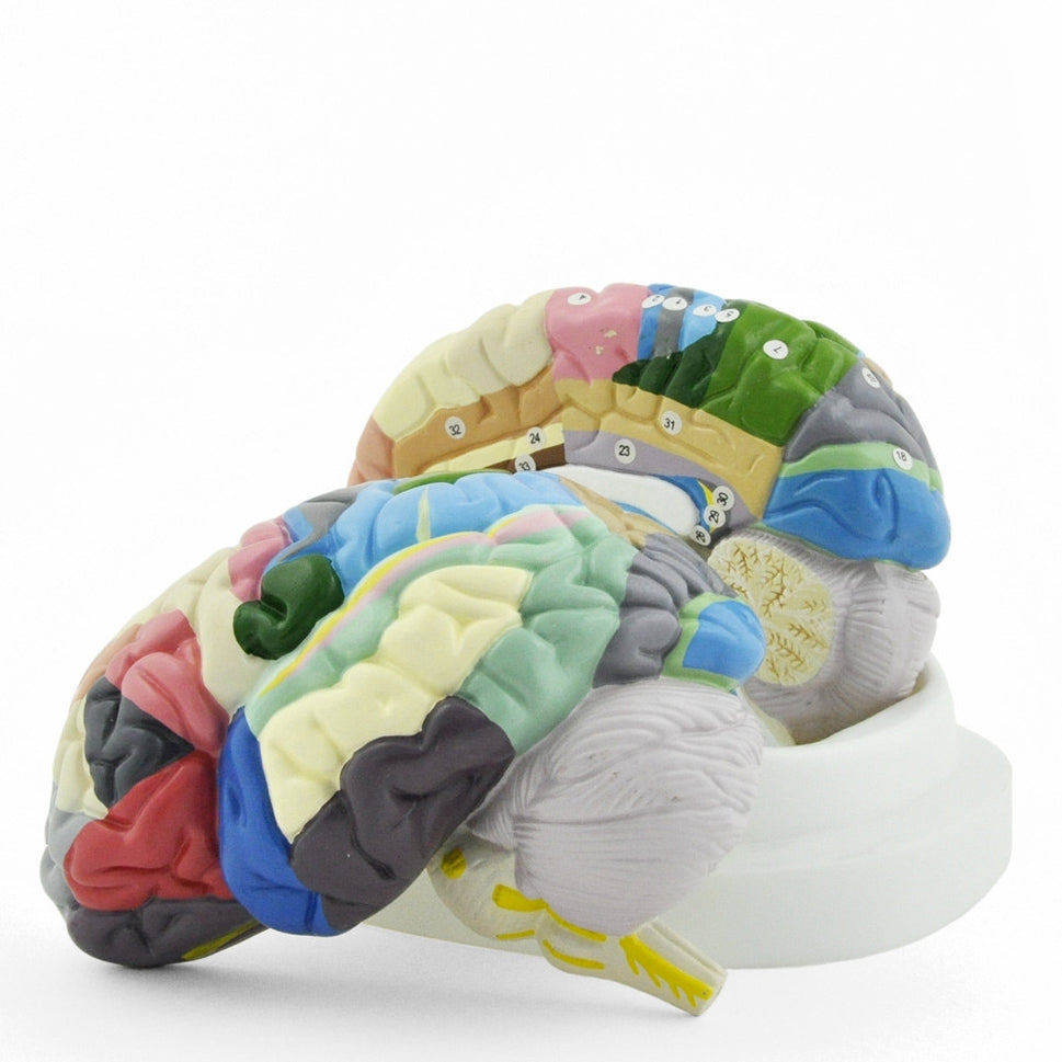 Numbered Coloured Brain Model (2 part)