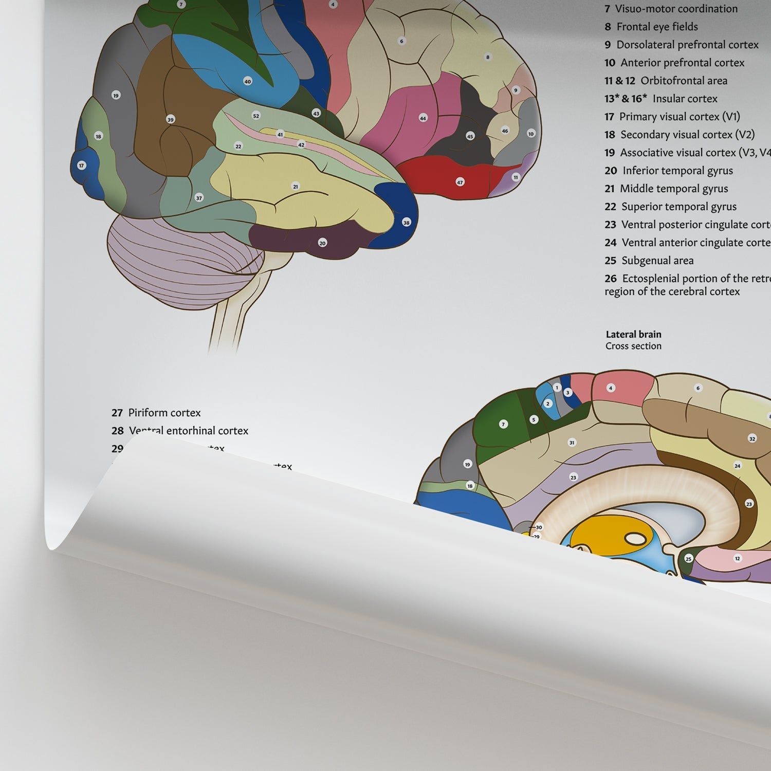 Brodmann Areas of the Brain Chart / Poster - Part of Collection