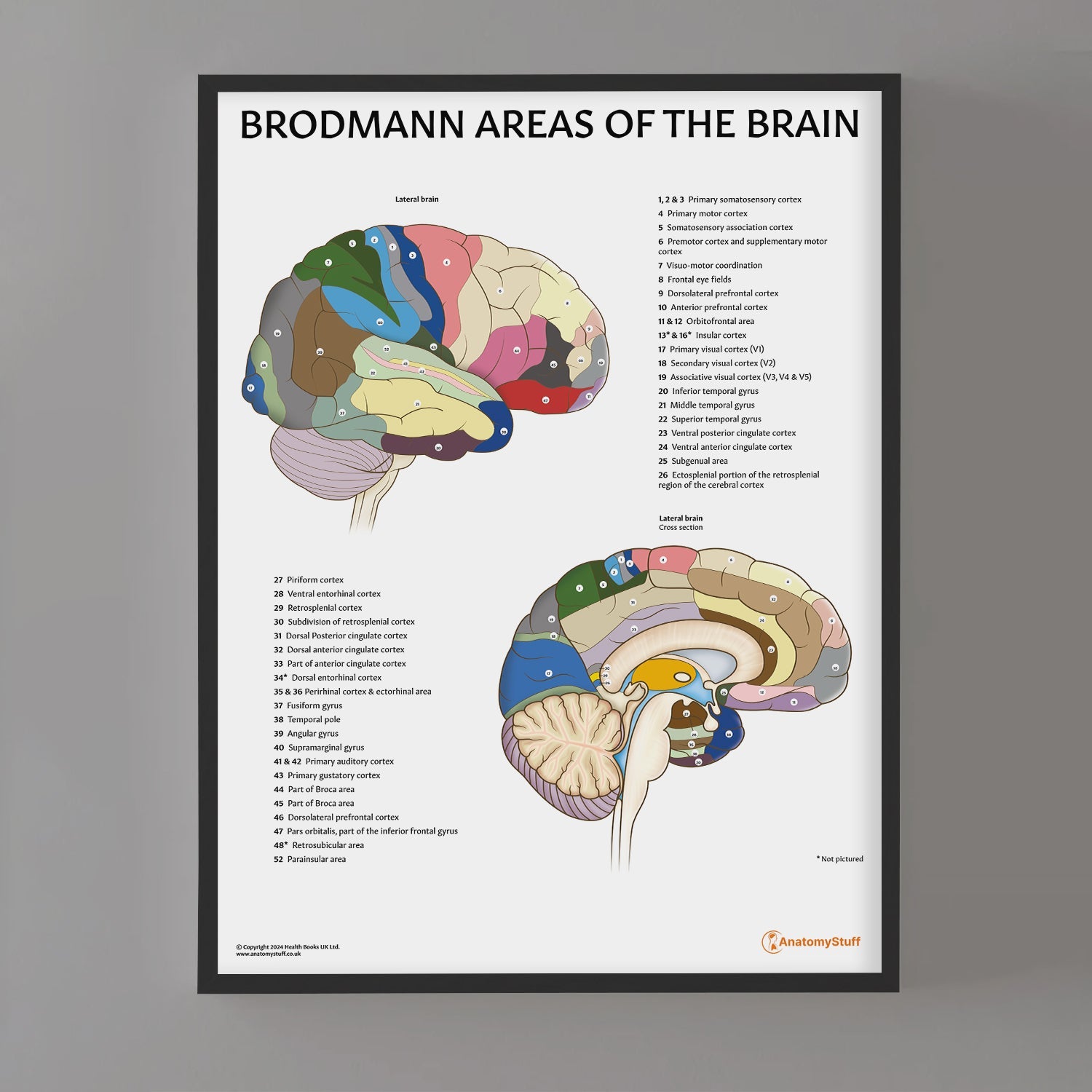 Brodmann Areas of the Brain Chart / Poster