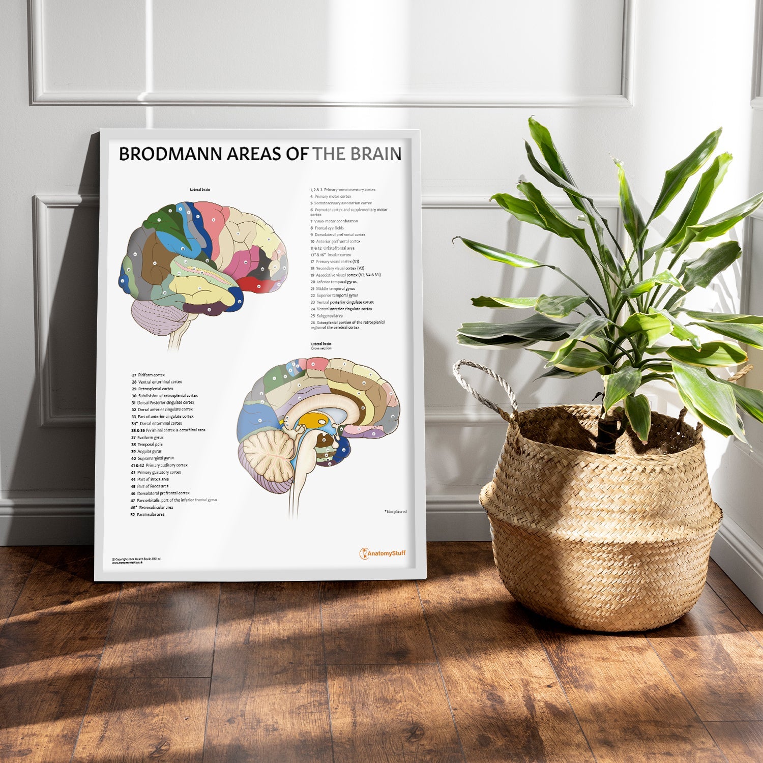 Brodmann Areas of the Brain Chart / Poster