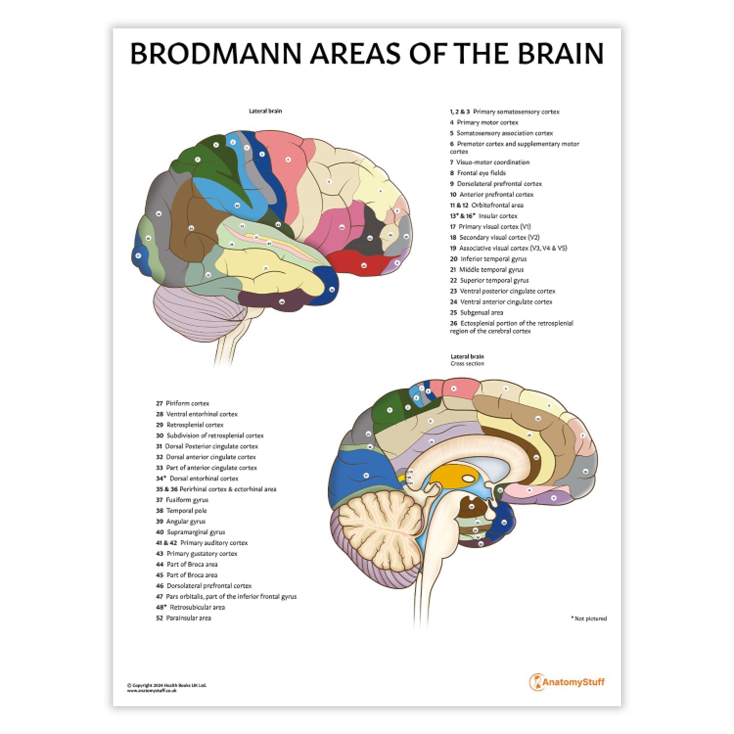 Brodmann Areas of the Brain Chart / Poster - Part of Collection