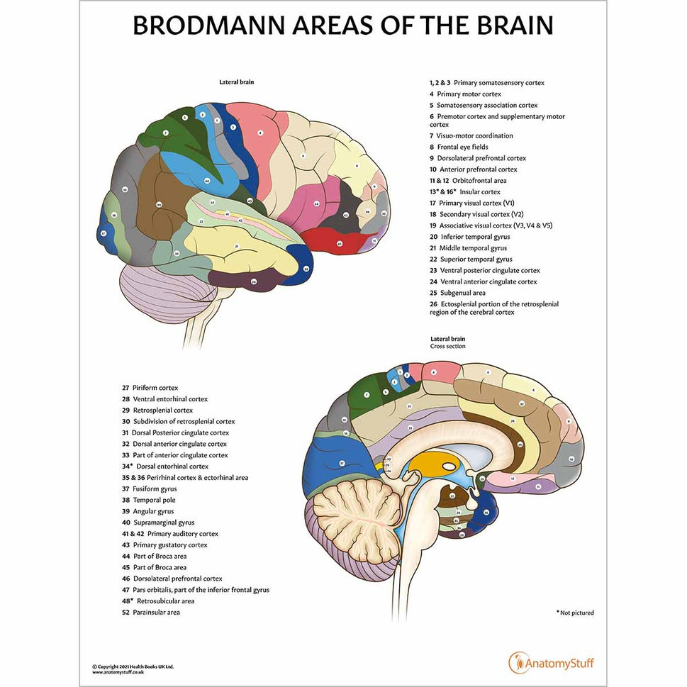 Brain Anatomy Collection