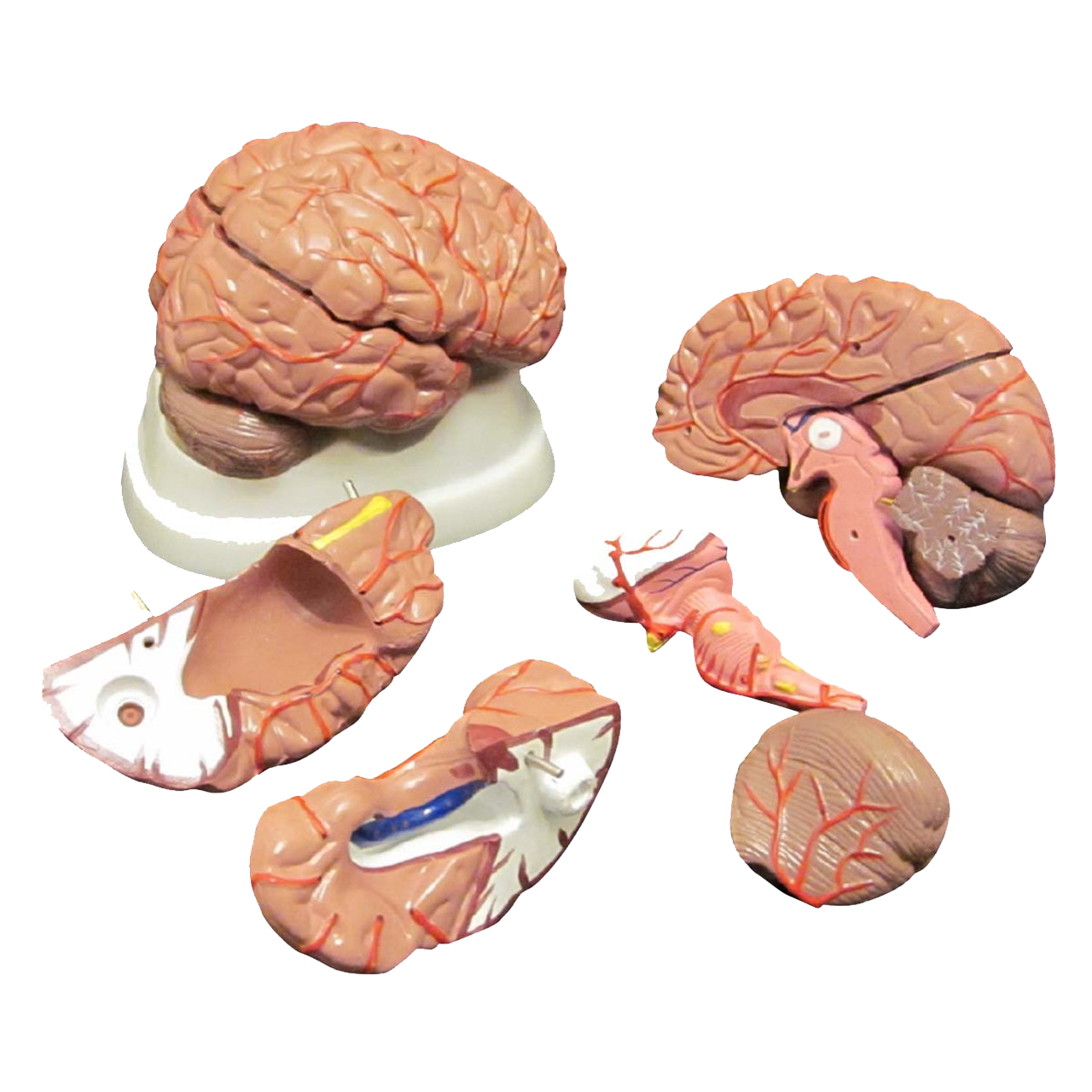Budget Brain Model with Arteries (8 part)