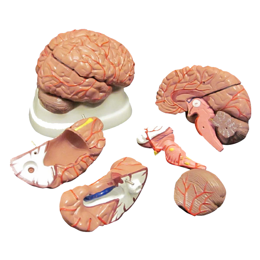 Budget Brain Model with Arteries (8 parts)