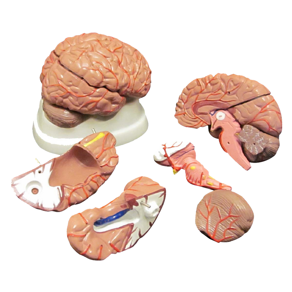 Budget Brain Model with Arteries (8 part)
