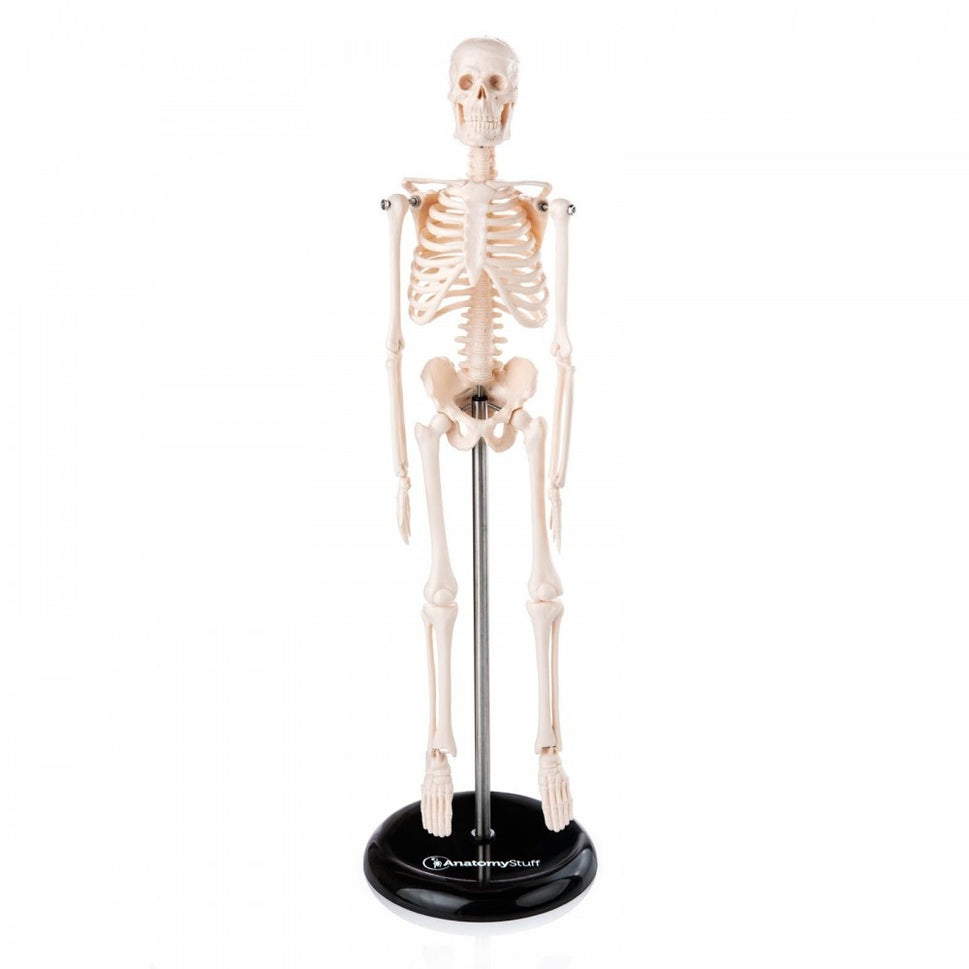 Primary School Anatomy Collection