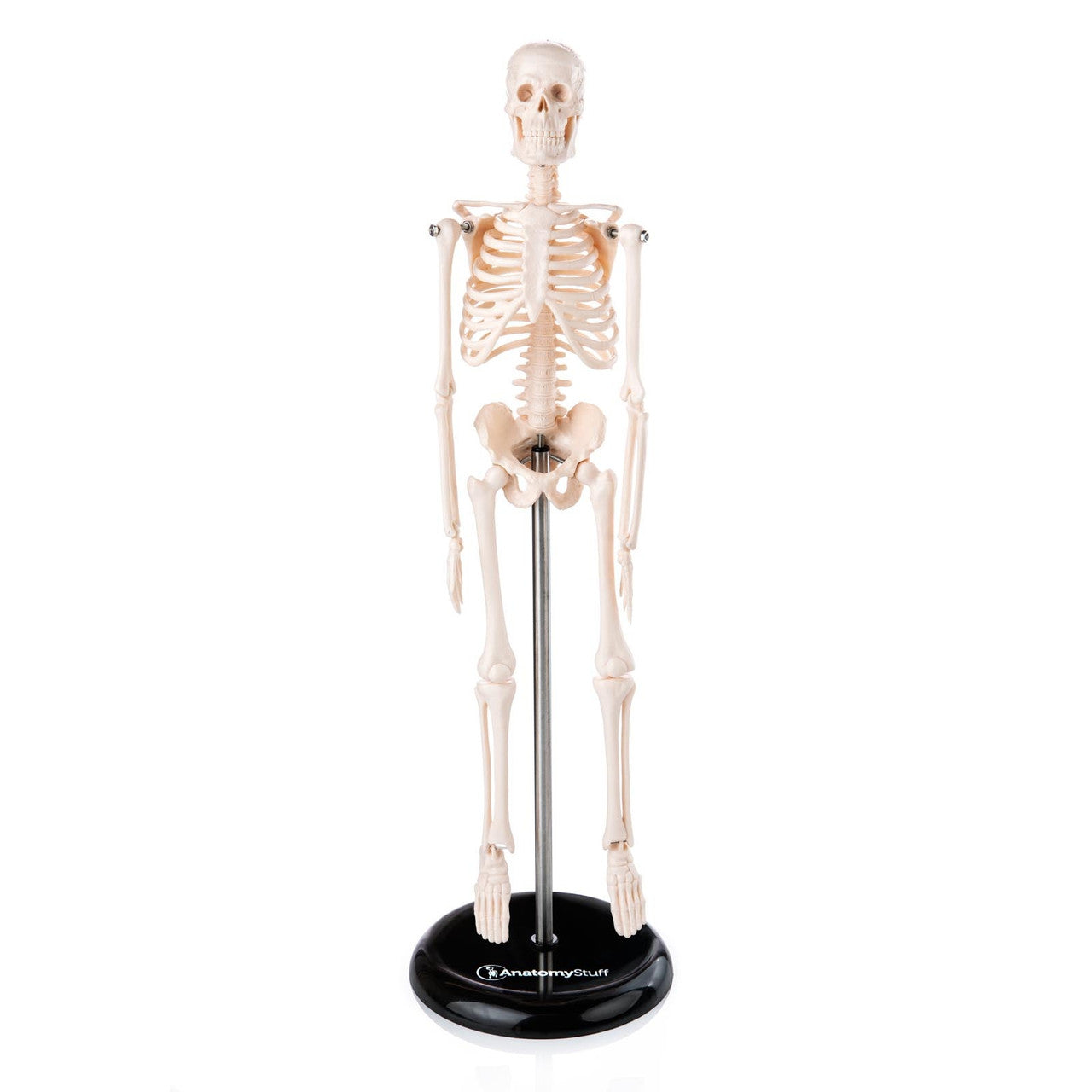 Budget Desktop Mini Skeleton Model