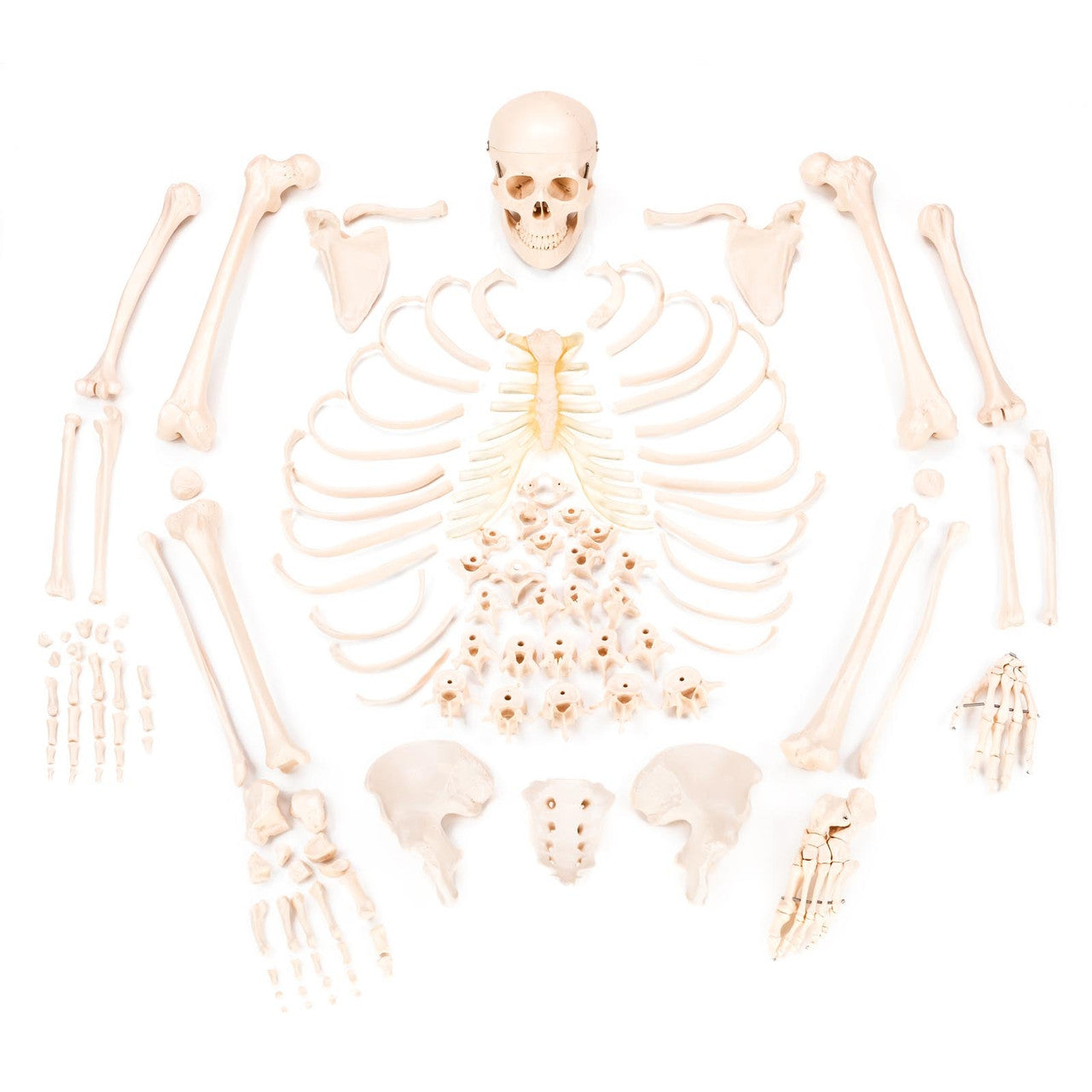 Budget Disarticulated Skeleton Model