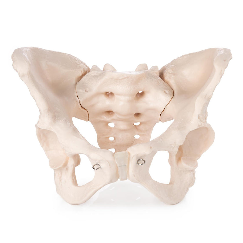 Anterior view Budget Female Pelvis