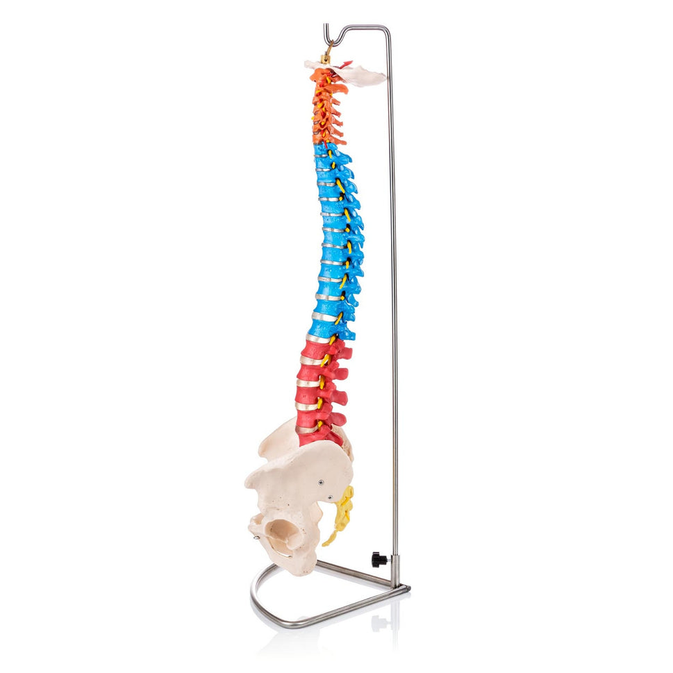 Budget Flexible Didactic Spine Model with Pelvis