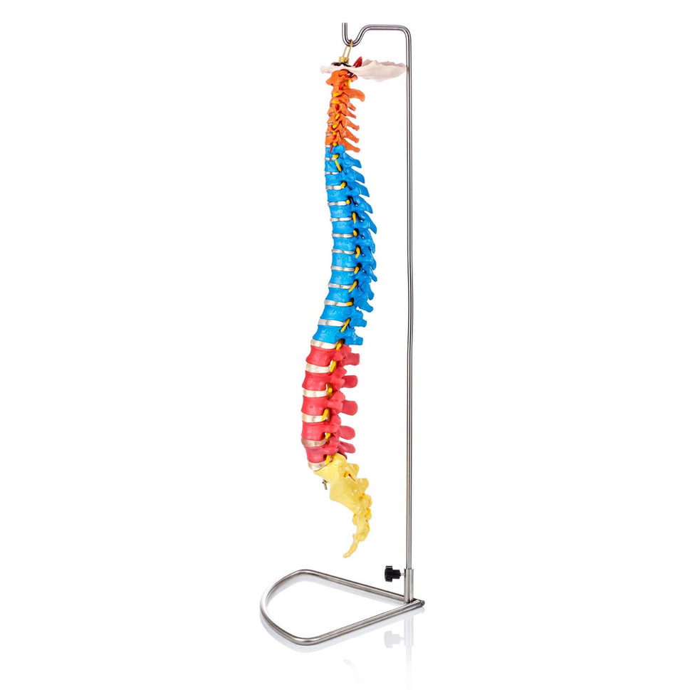 Budget Flexible Didactic Spine Model