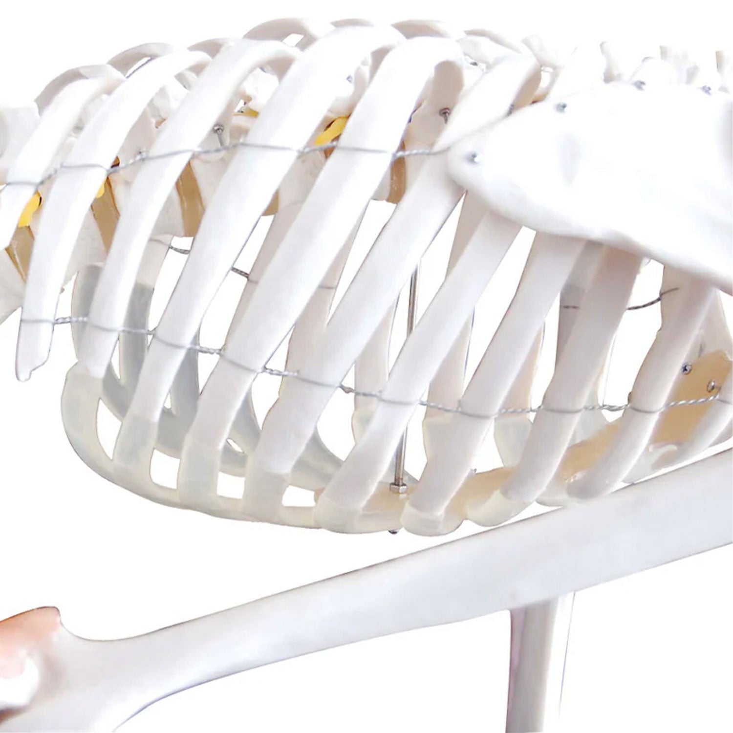 Budget Flexible Skeleton Model with Ligaments