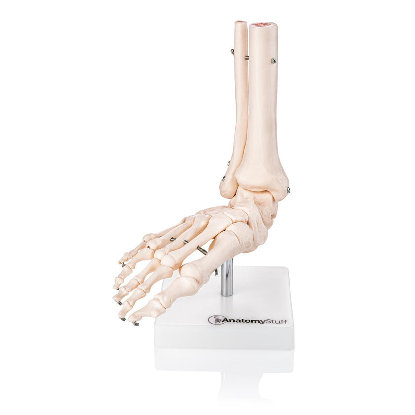 Budget Foot and Ankle Joint Model XC-113