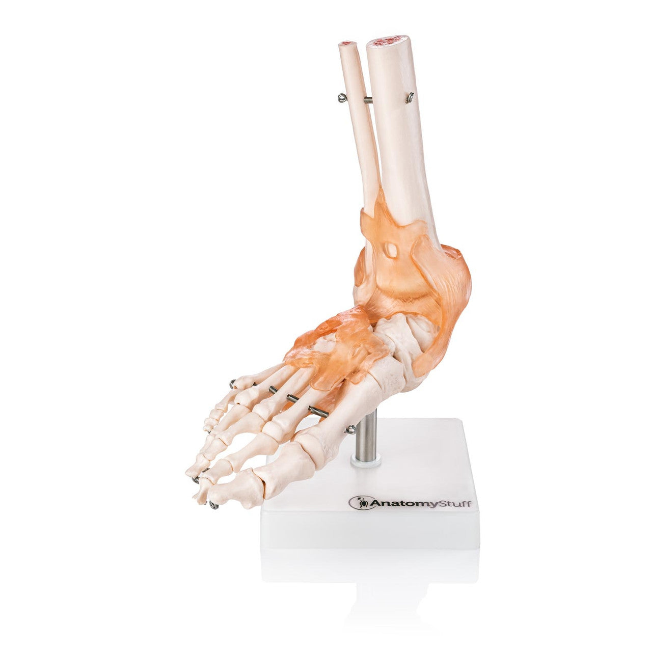 Budget Foot and Ankle Model with Ligaments