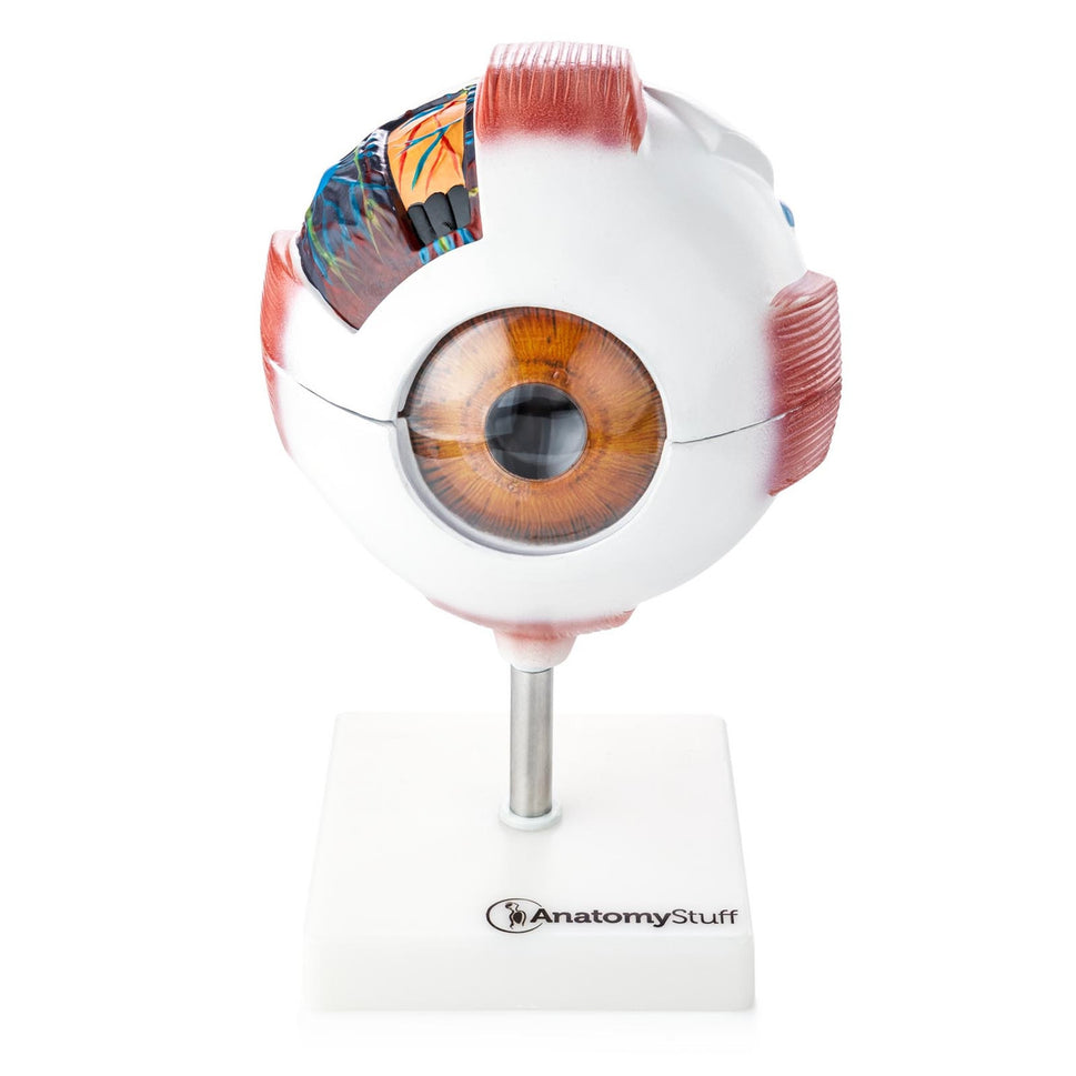 Budget Giant Eye Model (6 times life size, 7 part)