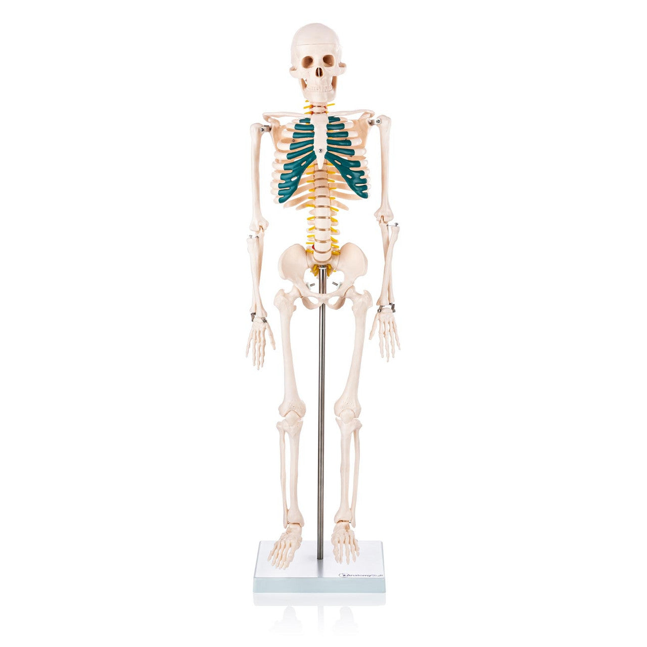 Budget Half Size Skeleton Model with Spinal Nerves