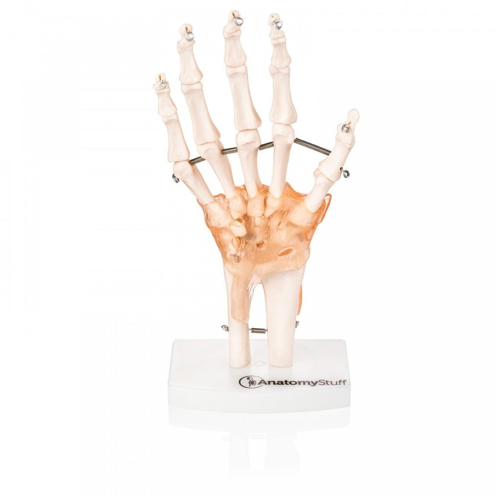 Hand & Wrist Anatomy & Pathology Collection